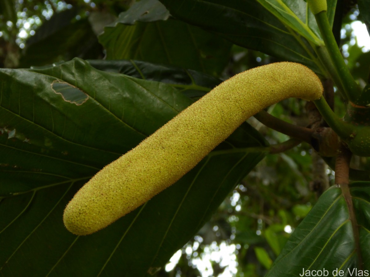 Artocarpus nobilis Thwaites